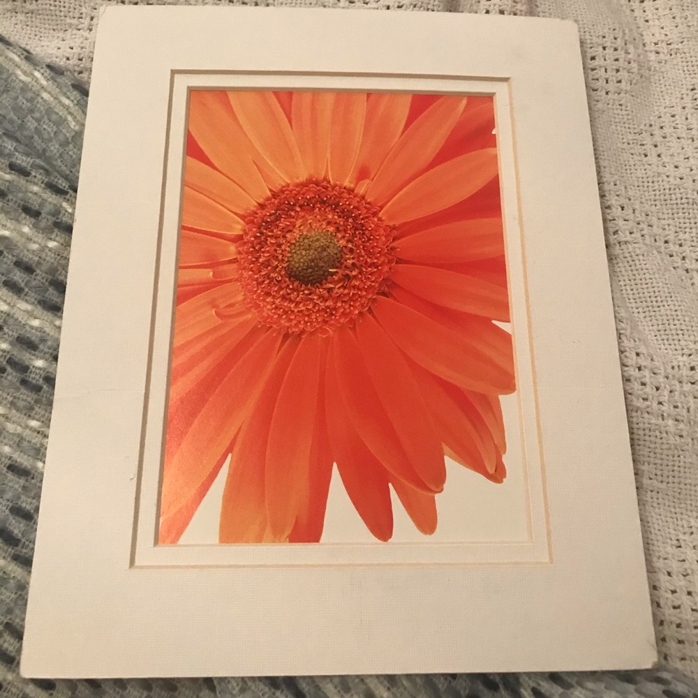 Flower picture